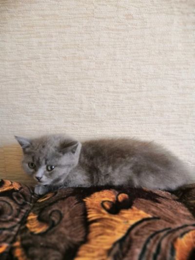 Лот: 12159459. Фото: 1. Отдам кота. Кошки, котята