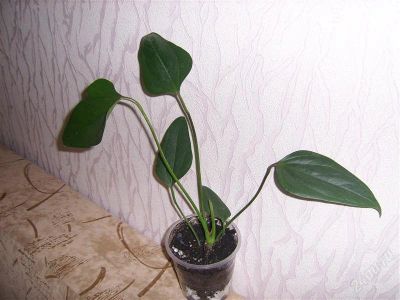 Лот: 901504. Фото: 1. .антуриум фиарино. Горшечные растения и комнатные цветы