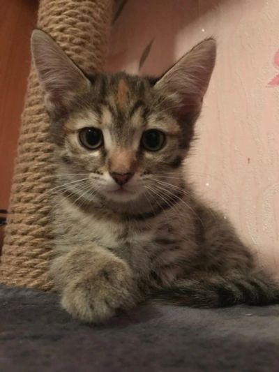 Лот: 10426501. Фото: 1. Котенок. Кошки, котята
