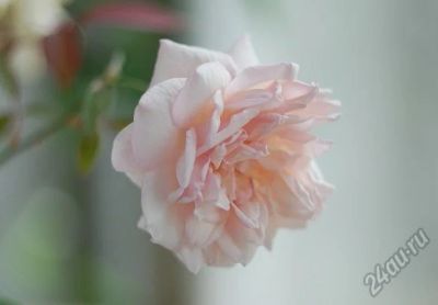 Лот: 5736661. Фото: 1. Роза комнатная бенгальская, черенок. Горшечные растения и комнатные цветы