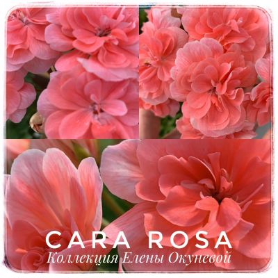 Лот: 19436228. Фото: 1. Пеларгония Cara Rosa. Горшечные растения и комнатные цветы