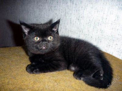 Лот: 1023940. Фото: 1. британский котенок. Остальные животные