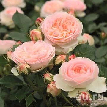 Лот: 13530002. Фото: 1. Роза Пастелла (Флорибунда). Садовые цветы