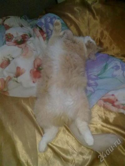 Лот: 2387284. Фото: 1. отдам кота как из рекламы фрискес. Кошки, котята