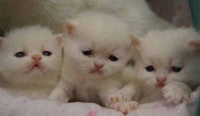 Лот: 2625489. Фото: 1. Продам котят экзотов. Кошки, котята