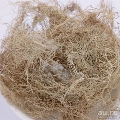 Лот: 17269585. Фото: 1. Усне́я Бородатая (лат. Usnea barbata... Народная медицина