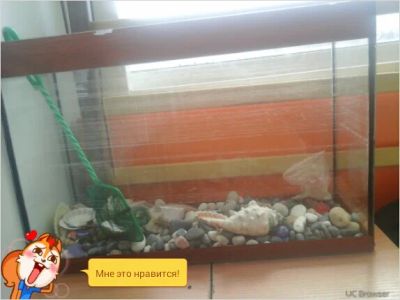 Лот: 5498650. Фото: 1. аквариум. Аквариумы, террариумы