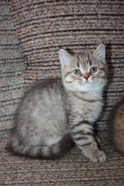 Лот: 3652711. Фото: 1. Шотландский котик. Кошки, котята