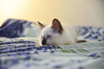 Лот: 7600204. Фото: 1. Котёнок Невский-Маскарадный. Кошки, котята