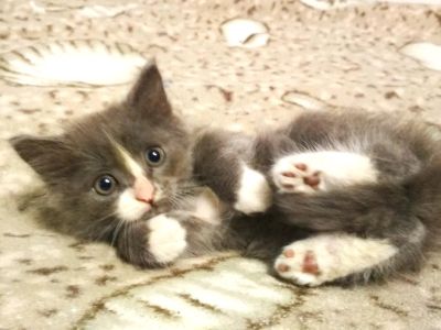 Лот: 12070585. Фото: 1. Дымчатый котенок. Кошки, котята
