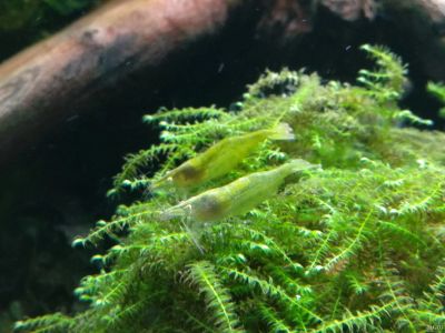 Лот: 17984783. Фото: 1. Креветки бабаулти зелёные (Caridina... Моллюски, ракообразные, кораллы