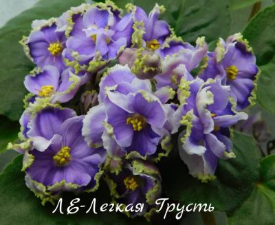 Лот: 8484531. Фото: 1. Фиалка сортовая ЛЕ-Легкая Грусть... Горшечные растения и комнатные цветы