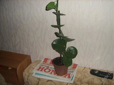 Лот: 934624. Фото: 1. циссус антарктический. Горшечные растения и комнатные цветы