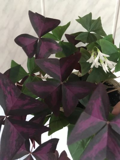 Лот: 19136512. Фото: 1. Оксалис. Горшечные растения и комнатные цветы