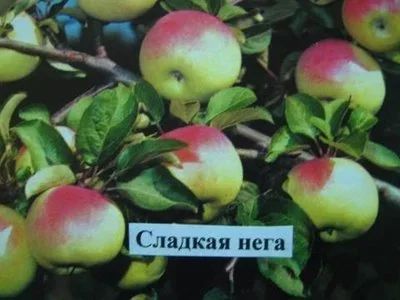 Лот: 17111341. Фото: 1. Медовая Яблоня Сладкая Нега. Фрукты и орехи