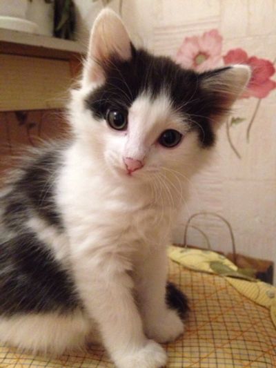 Лот: 6069200. Фото: 1. Ласковый, игривый котенок!!!. Кошки, котята