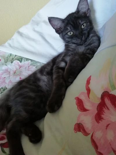 Лот: 11681785. Фото: 1. котёнок 2,5 месяца. Кошки, котята