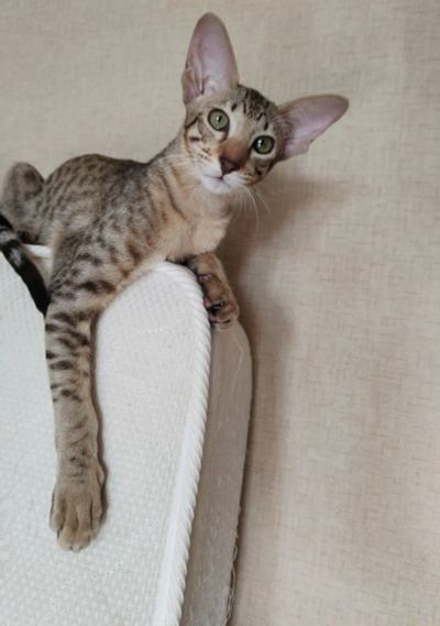 Лот: 25610175. Фото: 1. Ориентальная девочка, 4месяца. Кошки, котята
