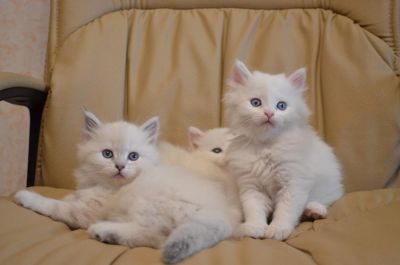 Лот: 4391602. Фото: 1. Отдам в хорошие руки даром. Кошки, котята