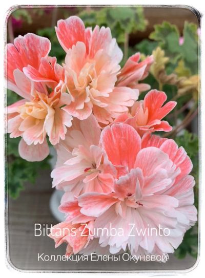 Лот: 19643002. Фото: 1. Пеларгония Bittans Zumba Zwinto. Горшечные растения и комнатные цветы