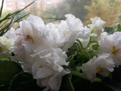Лот: 17951409. Фото: 1. Фиалка Сахарная роза. Горшечные растения и комнатные цветы
