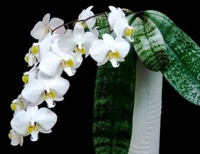 Лот: 14571522. Фото: 1. Орхидея Филиппинец 2. Горшечные растения и комнатные цветы