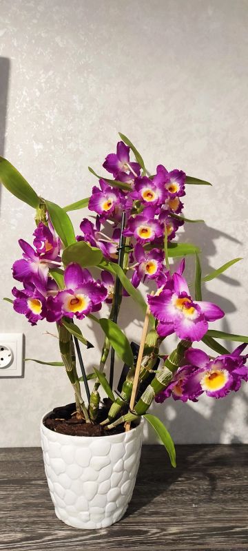 Лот: 18676575. Фото: 1. Орхидея дендробиум нобиле Акатсуки... Горшечные растения и комнатные цветы