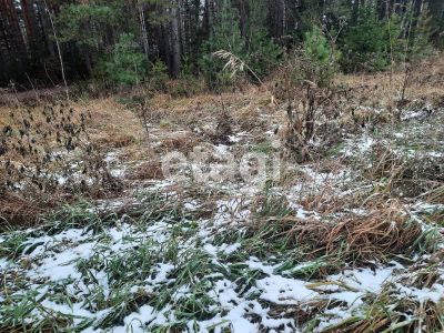 Лот: 25287977. Фото: 1. участок , посёлок Минино Таёжная... Земельные участки