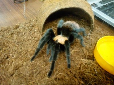 Лот: 10321840. Фото: 1. Паук птицеед brachypelma albiceps... Остальные животные