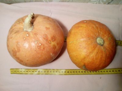 Лот: 14977839. Фото: 1. Тыквы, одним лотом. Овощи, фрукты, зелень
