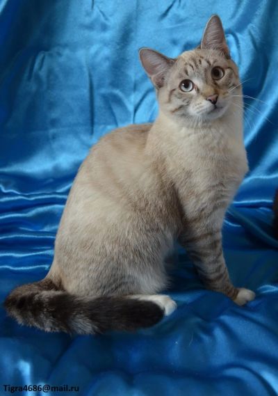Лот: 4159318. Фото: 1. Кот Алекс2. Кошки, котята