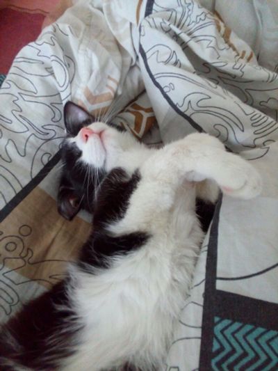 Лот: 9818368. Фото: 1. Котенок девочка черно-белая кошка... Кошки, котята