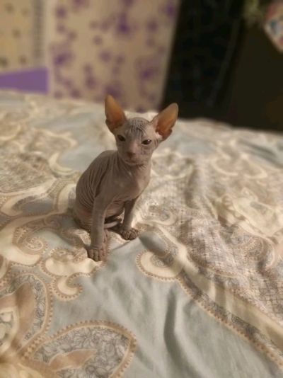 Лот: 14300843. Фото: 1. Котик сфинкс. Кошки, котята