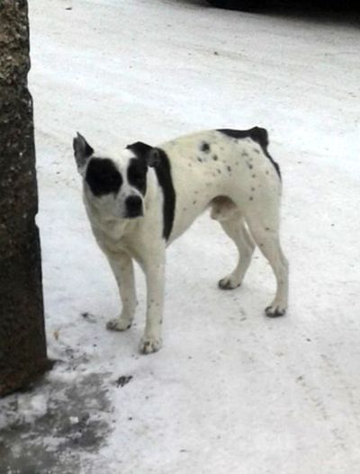 Лот: 8925015. Фото: 1. Отдам хорошего крепкого песика-метиса... Собаки, щенки