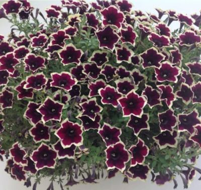 Лот: 15763433. Фото: 1. Петуния Cascadis Rim Magenta-... Садовые цветы