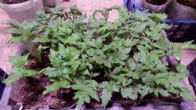 Лот: 13758212. Фото: 1. рассада помидор. Овощи