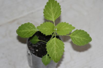 Лот: 3200887. Фото: 1. Колеус (крапивка) 13. Горшечные растения и комнатные цветы