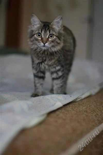 Лот: 1912482. Фото: 1. Котенок пушистик ищет хозяев. Кошки, котята