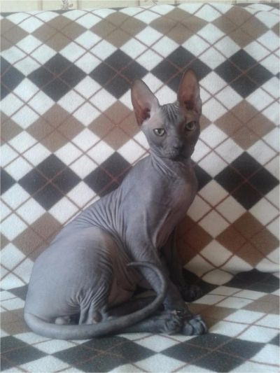 Лот: 6620553. Фото: 1. Котята Донского сфинкса. Кошки, котята