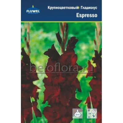 Лот: 17328782. Фото: 1. Гладиолус Espresso, 1 луковица... Садовые цветы