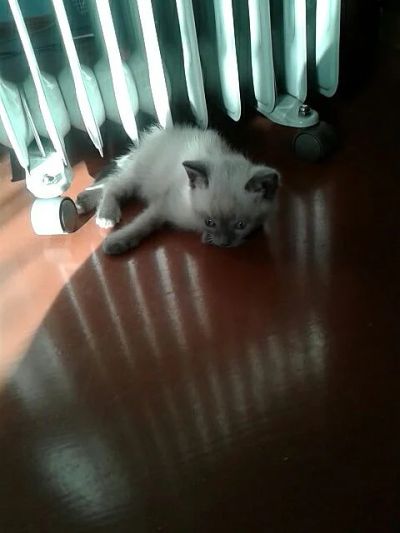Лот: 5195615. Фото: 1. Сиамский кот. Кошки, котята