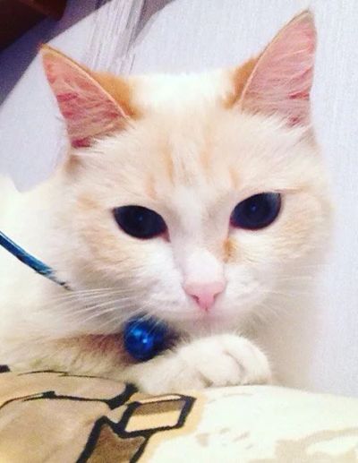 Лот: 6672977. Фото: 1. Отдам кошку в добрые руки. Кошки, котята