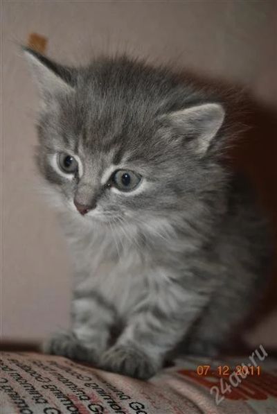 Лот: 1400778. Фото: 1. котенок серый. Кошки, котята