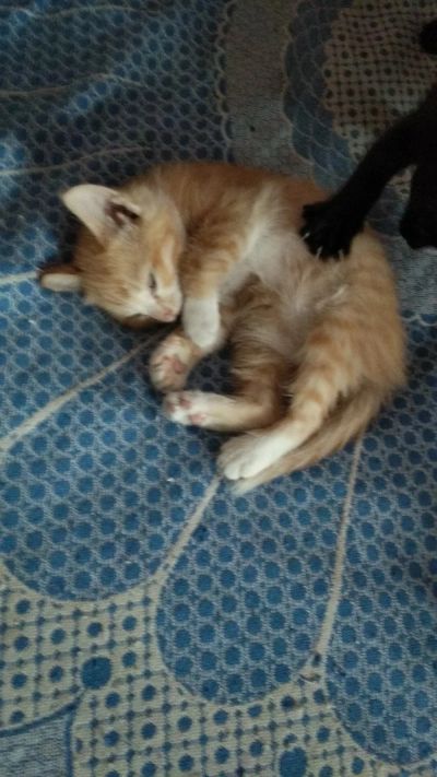 Лот: 14731076. Фото: 1. Котята. Кошки, котята