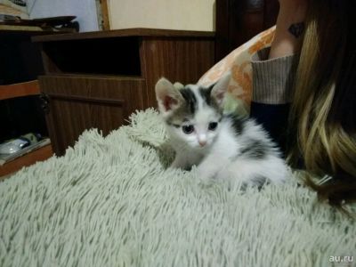 Лот: 10775182. Фото: 1. Котята. Кошки, котята