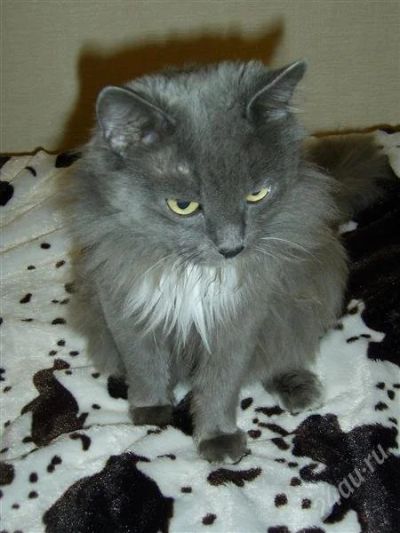 Лот: 1332787. Фото: 1. Найден Кот. Отдам в хорошие руки. Кошки, котята