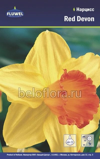 Лот: 6195768. Фото: 1. Нарцисс Red Devon. Луковица. Другое (семена, рассада, садовые растения)