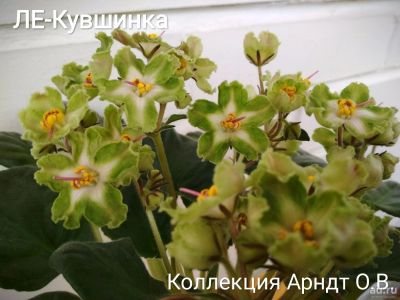 Лот: 13302236. Фото: 1. Фиалка ЛЕ-Кувшинка, лист. Горшечные растения и комнатные цветы