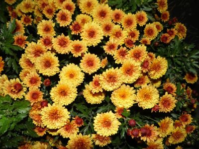 Лот: 7339103. Фото: 1. Марго корейская. Садовые цветы