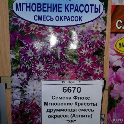Лот: 9118606. Фото: 1. Семена / Флокс / Мгновение Красоты... Садовые цветы